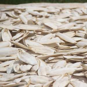 100% Os de seiche séché au soleil naturel meilleure qualité oiseaux nourriture os de seiche calmar os de seiche en vente - Product Image 4