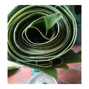 Hojas de Plátano Congeladas para Exportación - Hojas de Plátano Verdes Frescas de Vietnam para Envolver Alimentos - Product Image 1