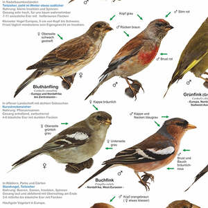 DIN A1 <b>Poster</b> Highlighting Native Garden Birds in German for Backyard Birding Enthusiasts - Product Image 4
