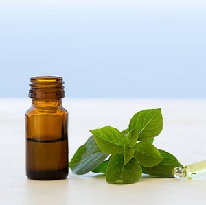 Aceite esencial de albahaca de primera calidad, extracto de hierbas, precio económico, cultivado en estado salvaje en la India, embalado en botella de plástico - Product Image 3