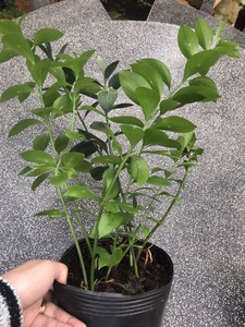 ESENCIA DE HOJA DE LIMÓN PURA/DEFENSA INMUNE/ETIQUETA LIMPIA/BASADA EN PLANTAS - Product Image 6