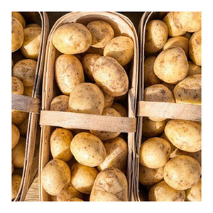 Precio de fábrica, patatas frescas, rojo y blanco, patatas dulces e irlandesas, listas para exportación, naturales, suministro a granel Premium NNow disponible - Product Image 6
