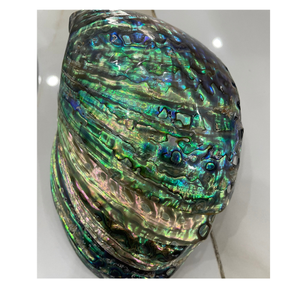 หินเปลือกหอยเป๋าฮื้อตกแต่งวันหยุดที่ได้แรงบันดาลใจจากทะเลด้วยเปลือกหอยเป๋าฮื้อ - Product Image 1