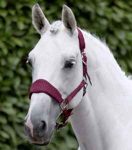 Strong English Style <b>Horse</b> Head Collar High Quality Material for Jumping Outdoor and <b>Stable</b> Use <b>Horse</b> Head Collar - Product Image 4