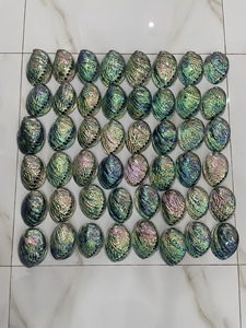 Venta al por mayor de conchas de abulón para decoración de Vietnam, conchas marinas crudas de nácar pulidas de dos caras - Product Image 2