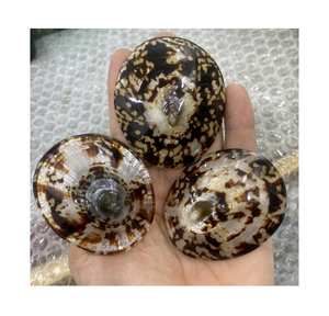 Conchas de Lapa a granel para decoración de resorts y hoteles Favores de fiestas temáticas de playa Material de artesanía natural único y asequible - Product Image 3