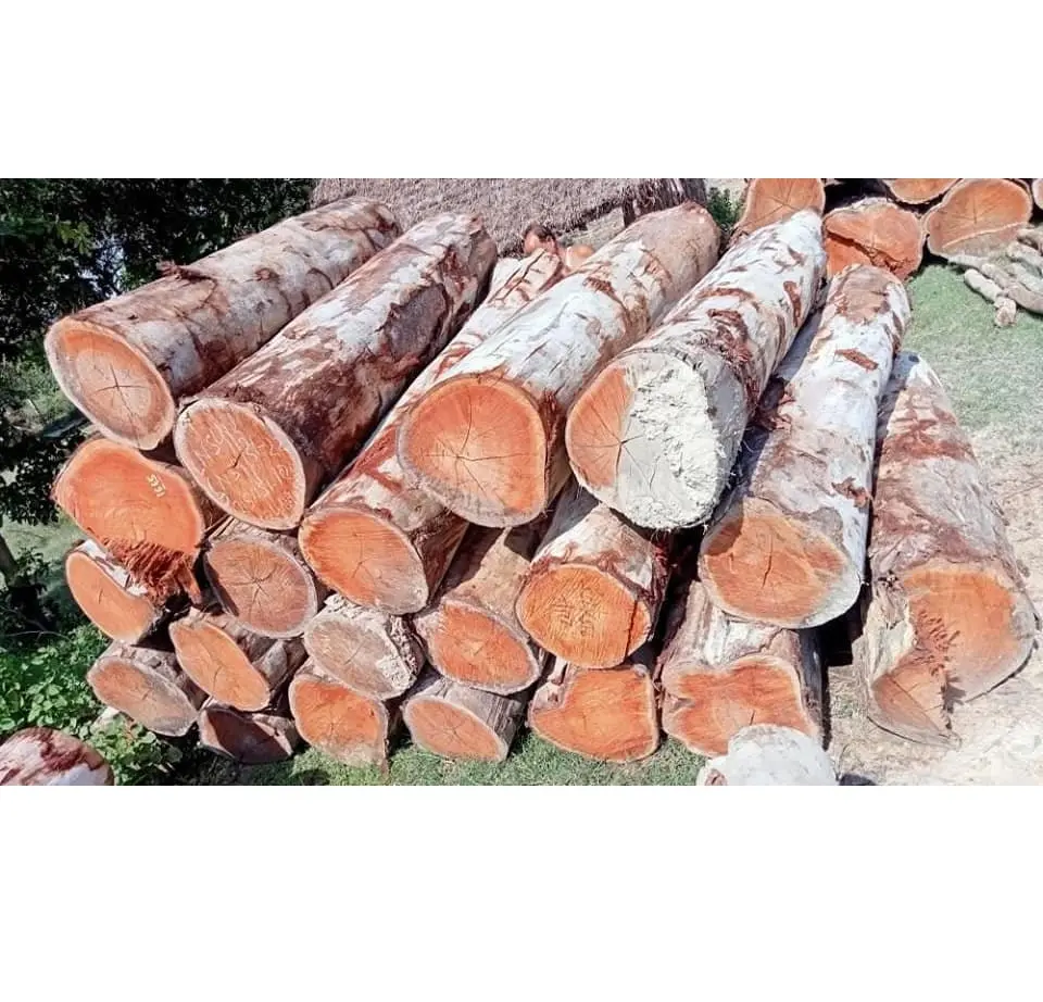 Hete Verkoop Groothandel Eucalyptus Hout Logs Tegen Goedkope Prijs En Goede Kwaliteit Uit Vietnam Klaar Om Te Exporteren In Bulk