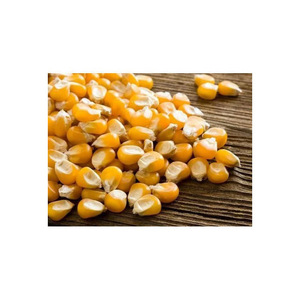 Maïs jaune disponible en vrac pour les industries alimentaires et agroalimentaires mondiales - Product Image 5