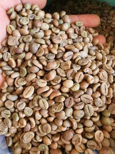 100% Café tostado Robusta/Arábica procesamiento crudo verde granos de café verde Cau Dat Farm café instantáneo nueva cosecha gran descuento - Product Image 4