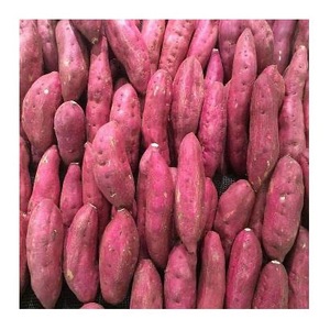 Proveedor de Batatas, Mejor Precio, Calidad de Exportación - Product Image 3