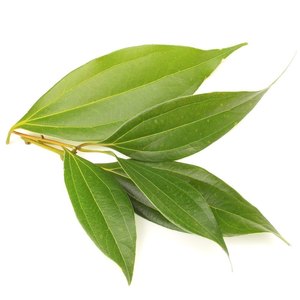 น้ำมันหอมระเหยอบเชยธรรมชาติและออร์แกนิก100% จากอินเดีย - Product Image 2