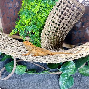 DISPONIBLE Reptile Hamac Durable Maille Élevée Filet Crée Confortable Lieu De Repos Pour Geckos Lézards Reptile Terrariums - Product Image 2