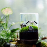 Vases en verre pour terrarium en gros, plantes succulentes, plantes aériennes, fougères, mousse, micro-paysage, vase pour la décoration de la maison, du jardin et de la table