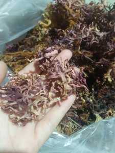 Bon prix pour la mousse de mer d'Irlande Algues séchées Eucheuma Cottonii de qualité propre Salade de mousse de mer de grande taille Utilisation pour l'exportation - Product Image 6