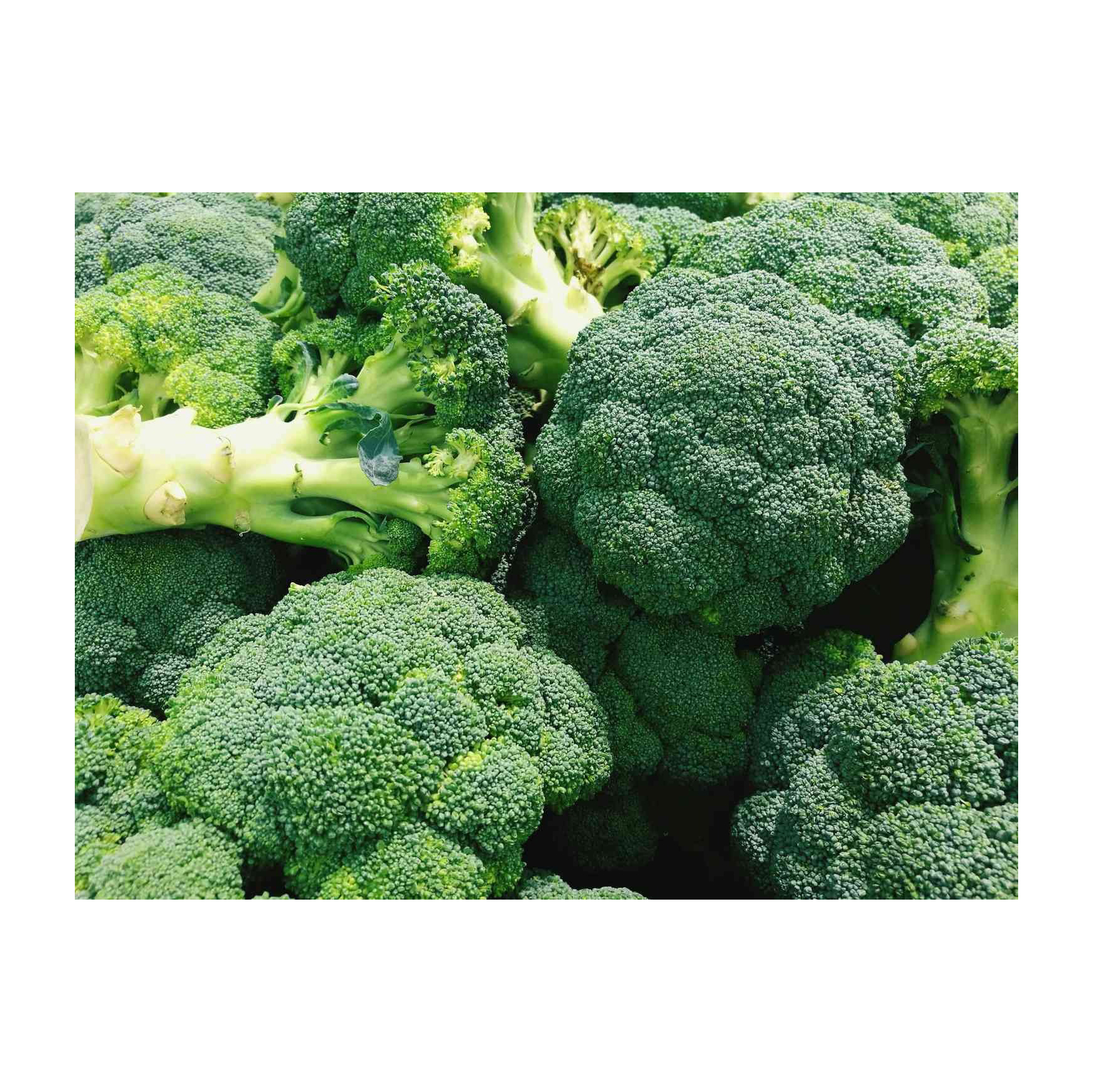 Свежая брокколи оптом для коммерческих кухонь, супермаркетов и компаний общественного питания