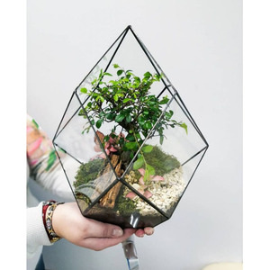 Wholesale Price Triangle Design <b>Terrarium</b> Home & Garden Decorative Clear <b>Glass</b> with Black Brass Border for Homes Jewelry Boxes - Product Image 4