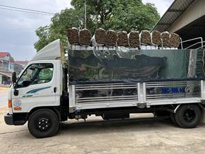 Feuilles de bambou séchées naturelles du Vietnam - Enveloppes et décorations pour collations de fête, marque Blue Lotus, durée de conservation de 24 mois - Product Image 4