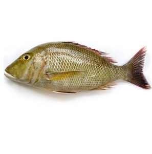 ปลาจักรพรรดิแช่แข็ง ปลาทั้งตัว ขายส่ง ผู้ส่งออก - Product Image 5