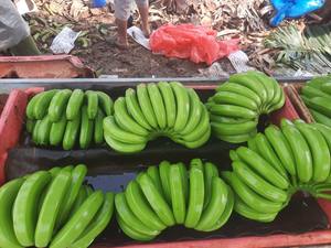 Bananes Cavendish fraîches du Vietnam de haute qualité à prix compétitif - Product Image 2