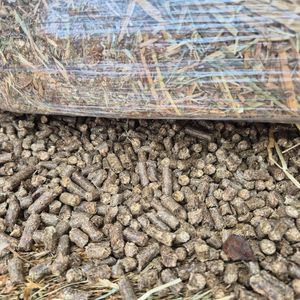 Gránulos de madera de biomasa de primera calidad a la venta, alta producción de calor, bajo contenido de cenizas, tamaño consistente, compre ahora para una entrega rápida - Product Image 2