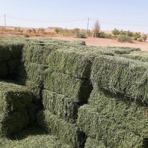 Heno de alfalfa 100 por ciento natural con heno de alfalfa proteico empaquetado en pacas y disponible para alimentación de animales a granel - Product Image 1