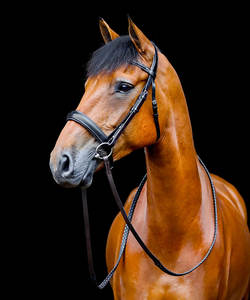 Bride de dressage - Product Image 2