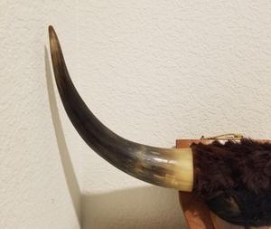 Crâne de buffle naturel sculpté à la main, écologique, à suspendre ou à poser, pour décoration murale - Product Image 4