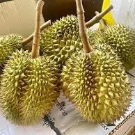 Khey Taladthai Verse Grade Whole Monthong Durian - Geniet van elke hap Koningsvruchten Handgeplukt Verpakt in doos 0,5 kg 2-3 weken houdbaarheid