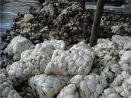 Tasse forfaitaire caoutchouc naturel de haute qualité pour le moulage - Product Image 6