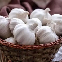 BON PRIX POUR VOUS AIL PEELÉ FABRIQUÉ AU VIETNAM // HAUTE QUALITÉ DE NATUREL // LE MEILLEUR CHOIX POUR LA CUISINE