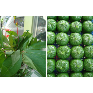 Diverses commandes de poids disponibles: Feuilles de manioc congelées de la meilleure qualité de production, vert, application alimentaire, fabriqué au Vietnam - Product Image 4