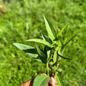 สารสกัดบหริงราจคุณภาพสูงสำหรับการเสริมสร้างเส้นผม การฟื้นฟูเส้นผม และเสริมสร้างภูมิคุ้มกัน มีจำหน่ายสำหรับราคาส่งออก - Product Image 4