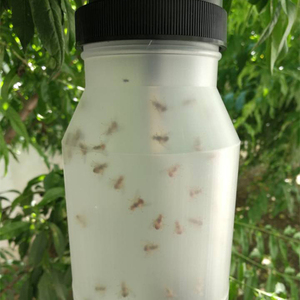 Trappola della mosca della frutta per il controllo dei parassiti-soluzione efficace per gestire i moscerini della frutta - Product Image 2