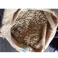 Café Robusta du Vietnam, Grains Verts, Poli à Humide, Grade 1, Espresso Italien, Certifié ISO/HACCP, Nouvelle Récolte, Haute Qualité, Prix Bas