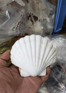 Coquilles Saint-Jacques Naturelles du Vietnam Grandes Coquilles Blanches pour Cadeaux Faits à la Main Fête de Restaurant et Décoration d'Aquarium - Product Image 3