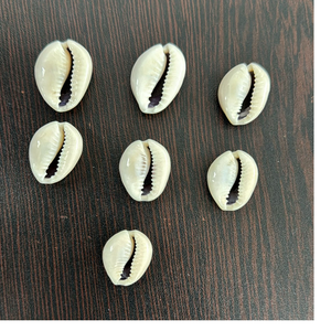 Conchas de cauri cortadas a medida en tamaños personalizados para diseñadores de joyas y tiendas de cuentas por 44 $ por Kg. - Product Image 6