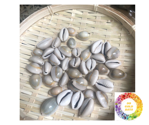 Cuentas de concha de cauri naturales de primera calidad, blancas conchas de cauri, decoración de conchas marinas de Vietnam, secado limpio, la mejor oferta lista para exportar - Product Image 1