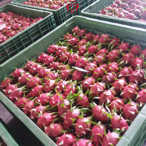 Verse Rode Drakenvrucht Vietnam Verse Tropische Fruit Export Kwaliteit Bulk Levering voor Groothandel in Vers Fruit