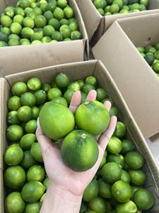 Limones frescos sin semillas de alta calidad de exportación para un estilo de vida más saludable - Product Image 6