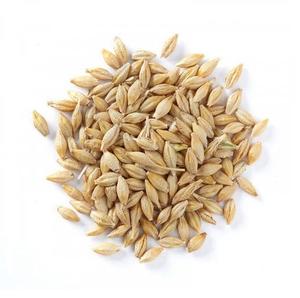 ข้าวบาร์เลย์สําหรับมอลต์, อาหารข้าวบาร์เลย์, ข้าวบาร์เลย์มอลต์อาหารสัตว์ข้าวบาร์เลย์ขายร้อนข้าวบาร์เลย์มอลต์อินทรีย์ / เมล็ดข้าวบาร์เลย์ทั้งหมด - Product Image 5