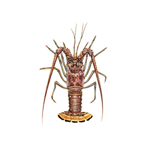 Tailles personnalisées queue lisse homard style congelé pour l'approvisionnement de restaurant - Product Image 1