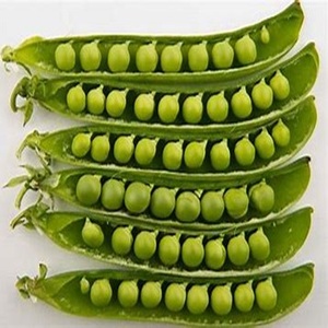 Guisante de Paloma Desgranado, Rico en Proteínas, de Grado Alimenticio, Disponible a Precio de Granja - Product Image 3