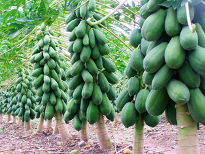 Papaína en Polvo de Grado Alimenticio a Granel |   Extracto de Enzima de Papaya Natural |   99% de Pureza |   5000U/g |   Suministro Personalizado OEM/ODM - Product Image 2