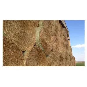 Premium Quality Peanut Straw Hay For Animal Feed / Peanut Straw For Cattle Forage Best Straw Hay