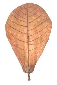 100% Feuilles d'amande Catappa indiennes écologiques 10cm Lot de 30 en plastique pour nettoyer les produits pour animaux de compagnie Betta Aquarium - Product Image 5