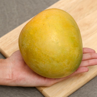 Hoge Kwaliteit Zoete Smaak Natuurlijke Verse Mango (Australië) Gemaakt In Vietnam Goedkope Prijs En Non Gmo Grade 1 Ws + 84931615449
