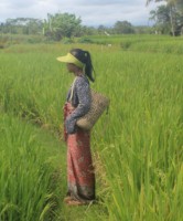 Asian Ethnic Clothing Products Are Produced in Bali Indonesia Customized Model or Design Are Acceptable Material Rayon or Cotton