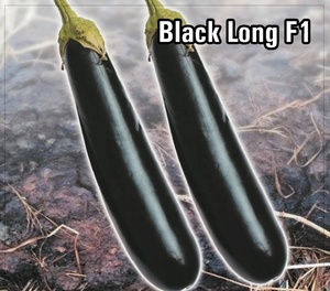 เมล็ดพันธุ์มะเขือยาวดำ F1 - Product Image 2