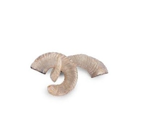 Decoración de Pared, Par de Cuernos de Oveja 100% Naturales, Pulidos a Mano, Hechos a Mano, Cuernos de Oveja Reales, Producto de Cuerno de la Mejor Calidad - Product Image 3