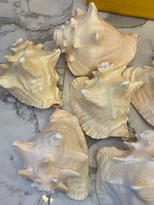 Coquillage pièces décoratives écologiques pour aquarium, décoration de mariage et artisanat directement du Vietnam - Product Image 6